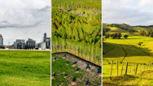 impala Systemic Herbicide for Invasive Plants