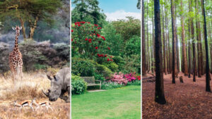 lumberjack 360 sl Systemic Herbicide for Grass Pastures