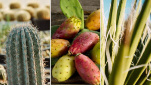 Selective post-emergence herbicide MSMA 720 SL