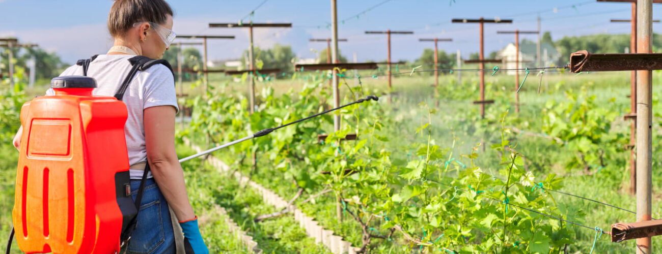 Woman gardener spraying vineyard with backpack pressure sprayer in spring, illustrating effective techniques in Residual vs Non-Residual Herbicides management.