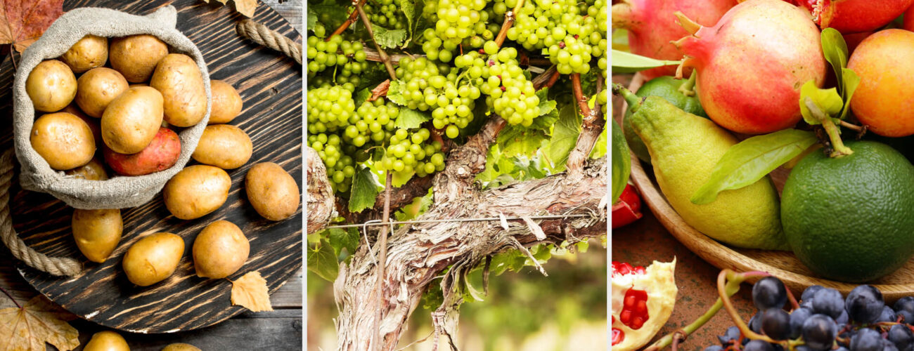 scuba Contact Herbicide for Aquatic Weeds