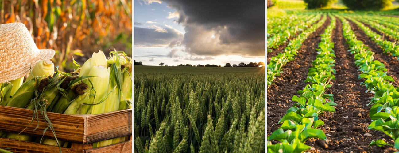 Seismic Systemic Herbicide