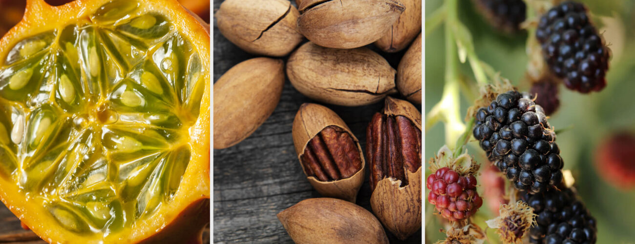 springbok Non-Selective Systemic Herbicide for Weeds