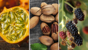 springbok Non-Selective Systemic Herbicide for Weeds