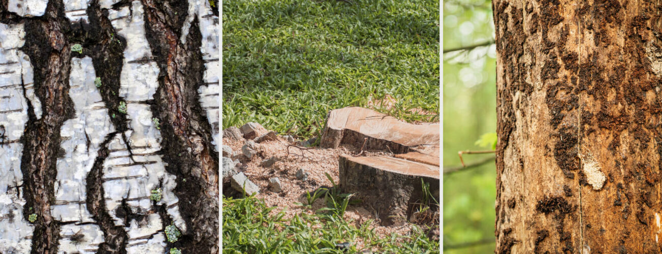 triclon Systemic Herbicide for Woody Plants