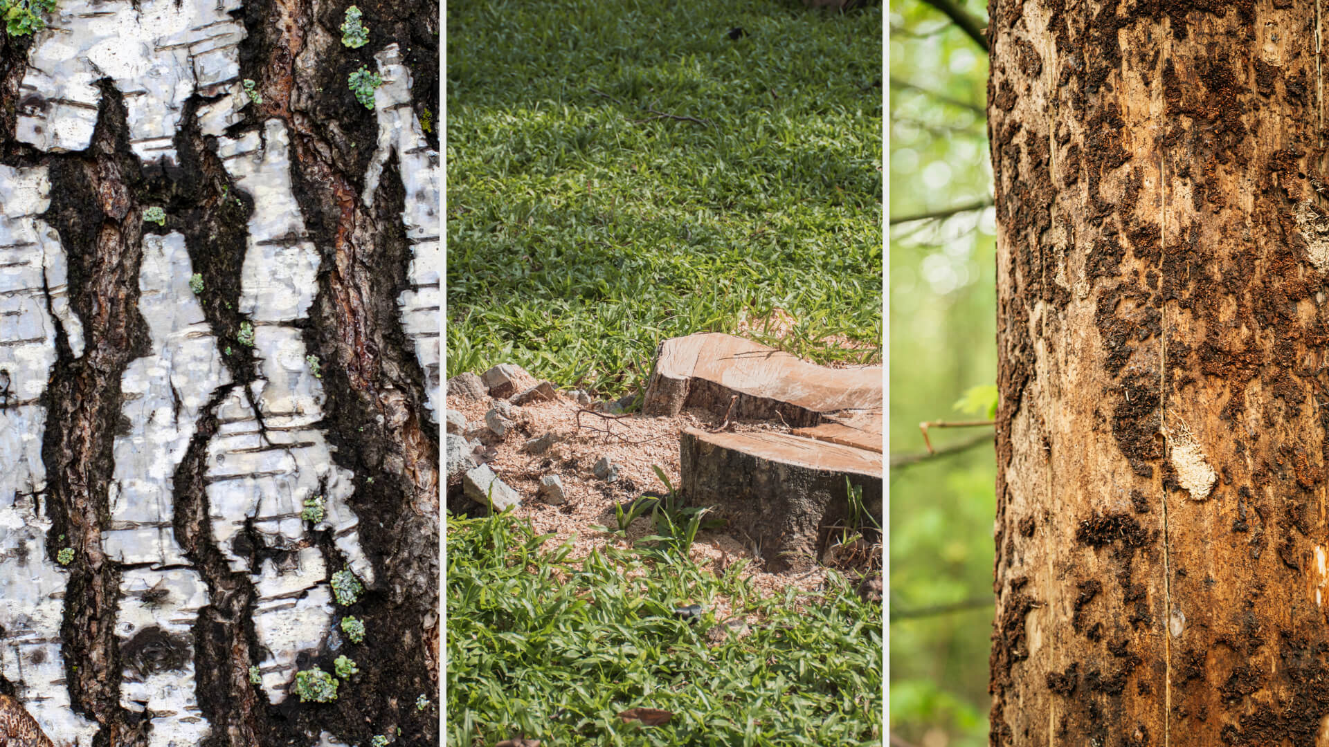 triclon Systemic Herbicide for Woody Plants