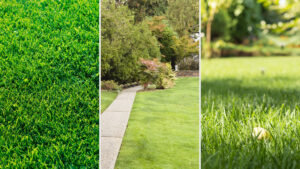 versus Selective Herbicide for Broadleaf Weeds