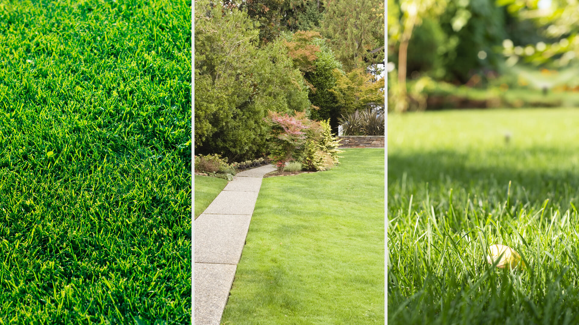 versus Selective Herbicide for Broadleaf Weeds