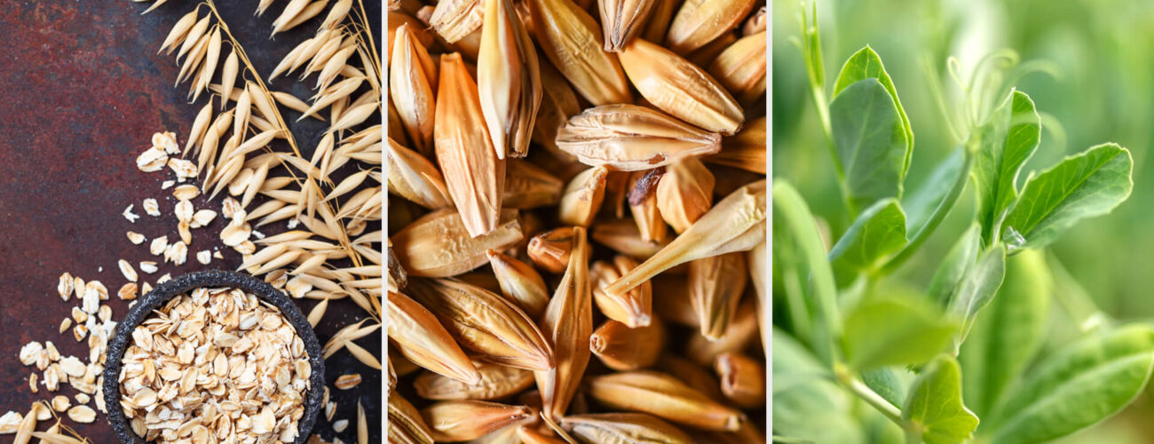 voloxypyr Herbicide for Volunteer Potatoes