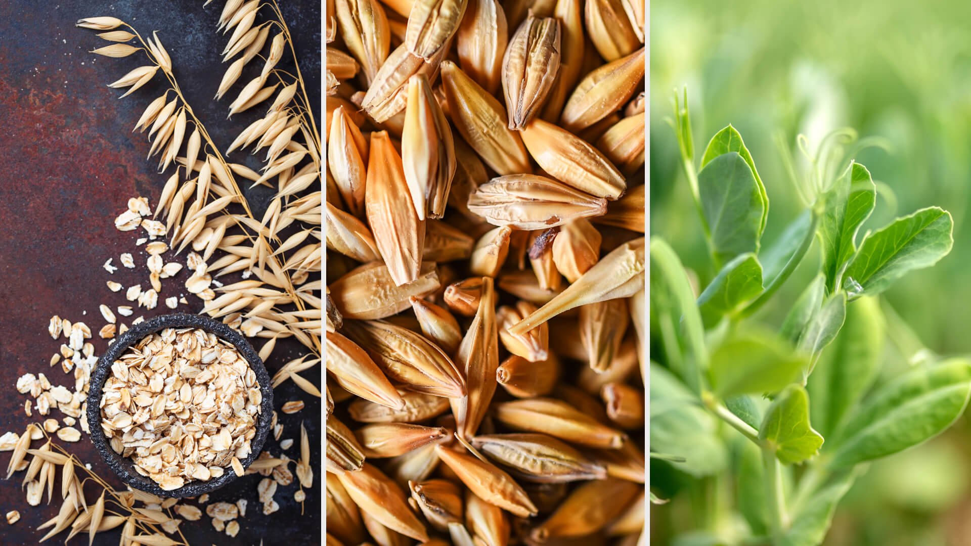 voloxypyr Herbicide for Volunteer Potatoes