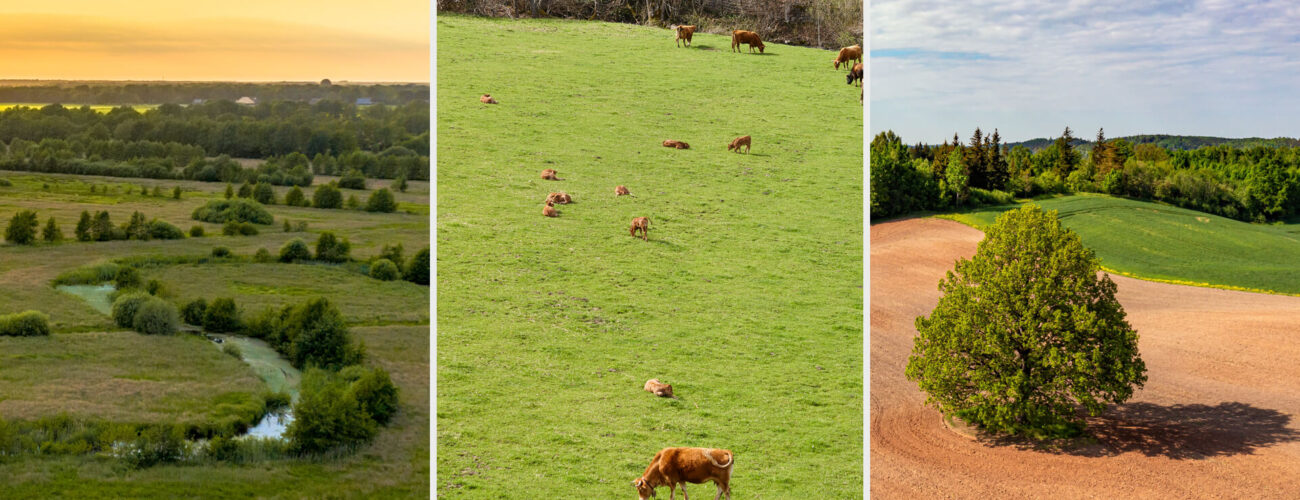 browser Systemic Herbicide with Residual Activity