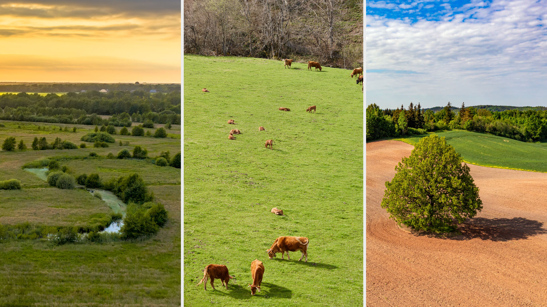 browser Systemic Herbicide with Residual Activity