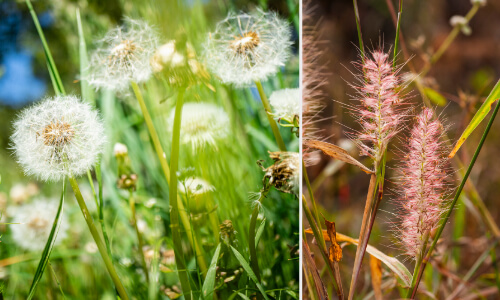 Dandelion and foxtail weeds growing in a garden, illustrating common weed challenges in gardening.