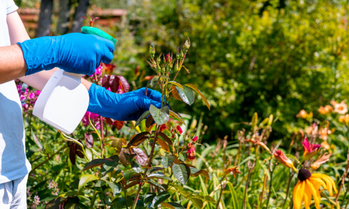Gardener using a garden sprayer to treat roses for insect pests, demonstrating effective pest control in gardening.