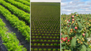 hyperboost Herbicide Adjuvant