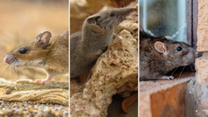 hyperrat - rodenticide for gerbille control