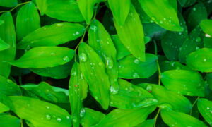 Fresh green leaves with water droplets, highlighting the effectiveness of adjuvants in agriculture in optimizing spray application.