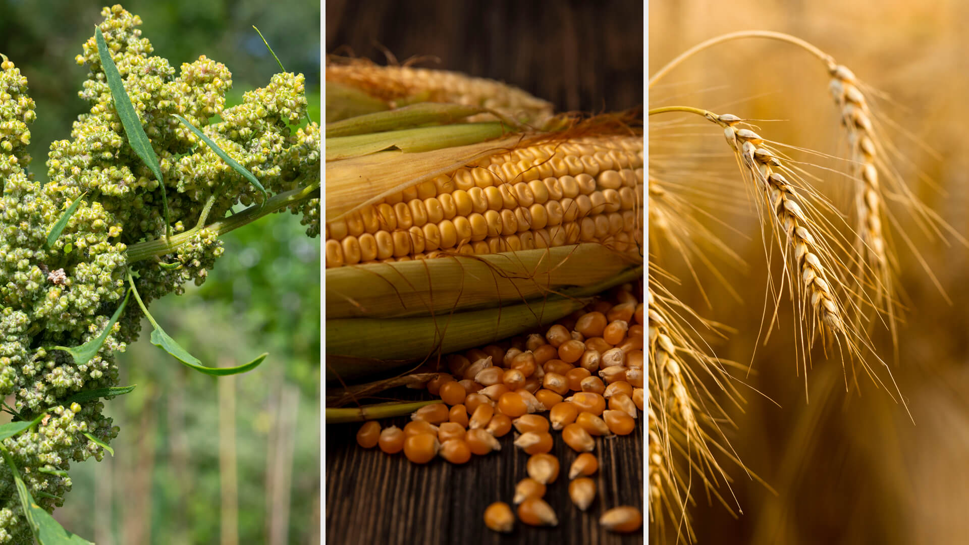 perrformer Spreading and Penetrating Adjuvant