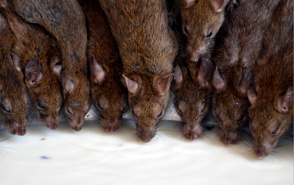 Rodenticide category