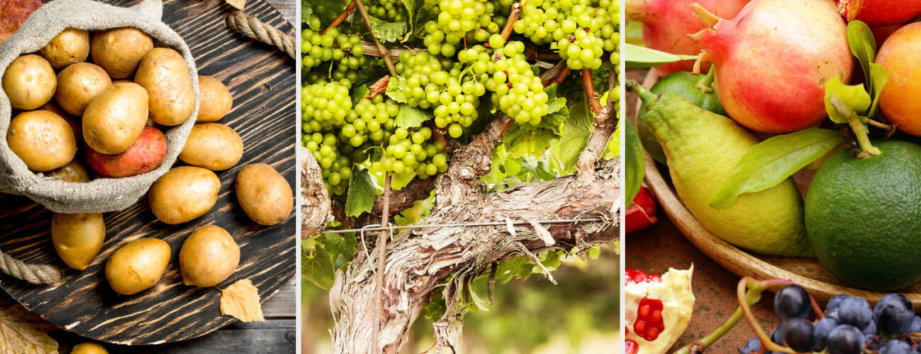 best aquatic contact herbicides