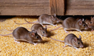 Rodenticides - An In-depth Guide to Effective Pest Control