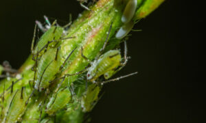insect pests