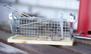 rodent traps