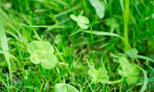 broadleaf weeds-1