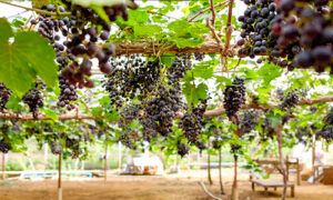 grape vine farm