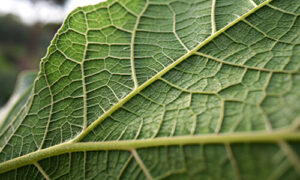 plant vascular system