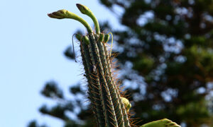 Cereus jamacaru