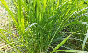 itch grass