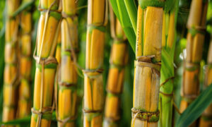 sugarcane