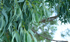 Eucalyptus