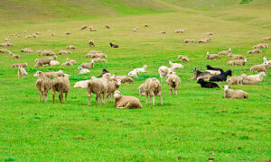 grass pastures